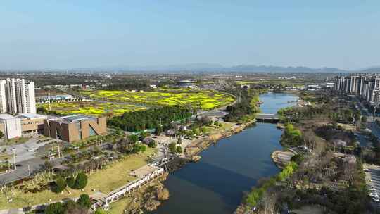 航拍油菜花田