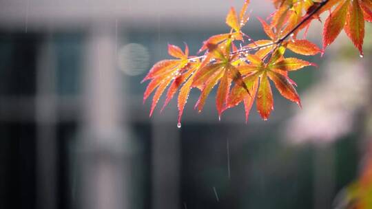 夏天公园里雨后滴水的红枫叶