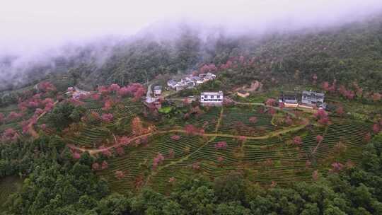 航拍无量山樱花