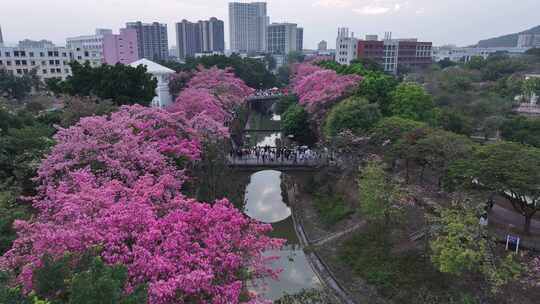 中国广东省广州市从化区华软异木棉