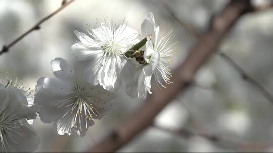 白色桃花盛开