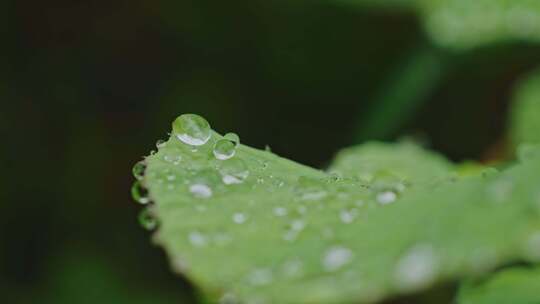 叶子上的露水露珠晨露