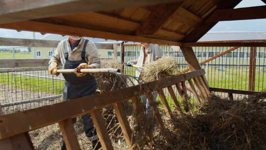 两名农民将新鲜干草堆积到有机农场的牛饲料