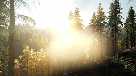 森林和阳光穿过树叶间隙温暖的画面