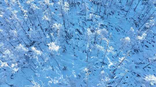 大兴安岭森林雪景雾凇雪冬雪林银装素裹