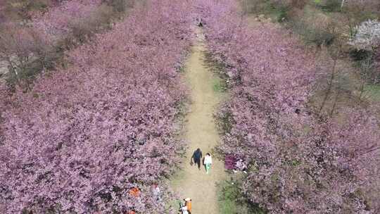 航拍长沙贝拉小镇樱花园开满樱花