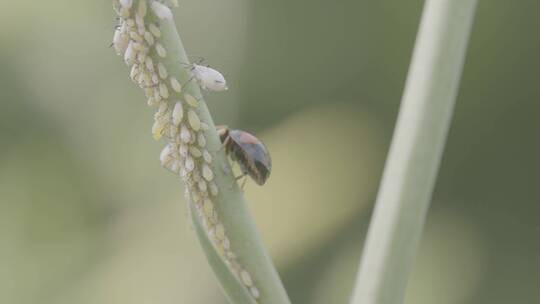 四星瓢虫吃蚜虫LOG