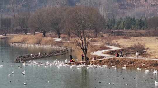 山西平陆大天鹅景区