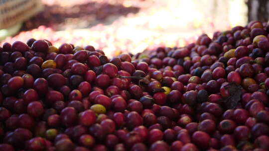 可可豆咖啡豆的收获