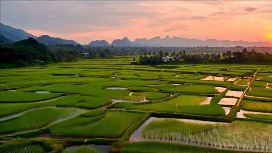 夕阳下的大片绿色梯田风景