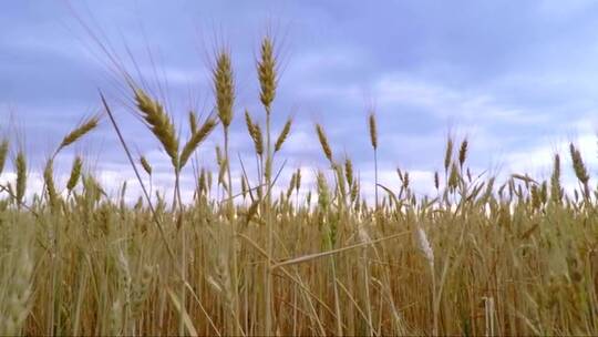 小麦和天空