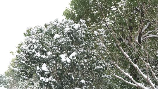 积雪雪景树树枝冬季