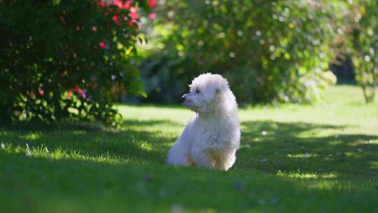 狗，花园，Coton De Tulear