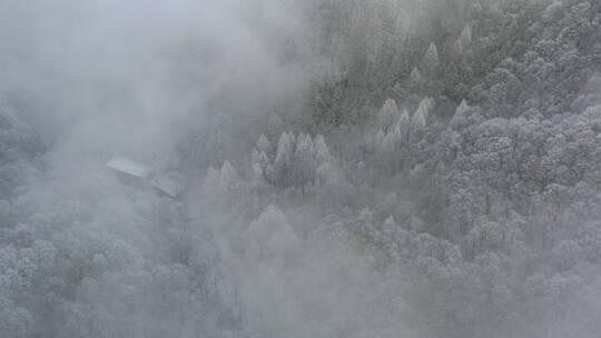 森林-航拍森林-大自然森林云雾-云海雪景