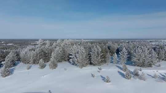 雪压樟子松、雾凇