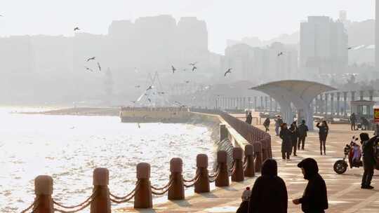 烟台滨海广场 海鸥