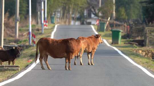 马路的牛群