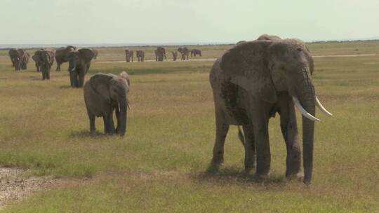 非洲象穿过公园迁徙