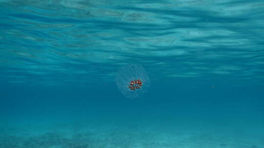 水母在海底世界里游动【4K】