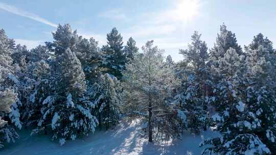 雪压樟子松、雾凇