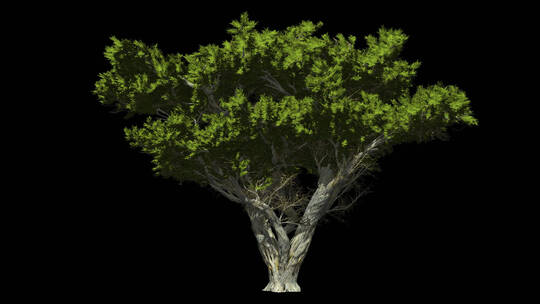 树 树木 灌木 三维 透明通道 树林视频素材模板下载
