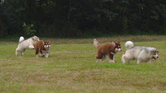 一群可爱的阿拉斯加犬幼崽在草地上玩耍奔跑