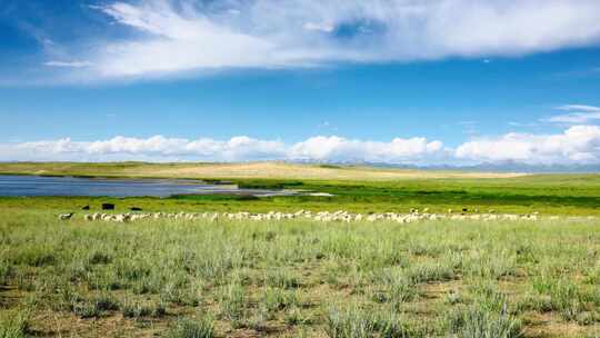 青海湖边的牧场和羊群视频素材模板下载