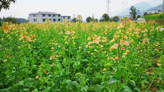 油菜花春天油菜花海油菜花田菜花花海