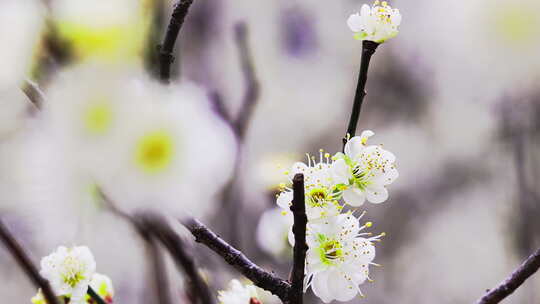 特写白梅花枝
