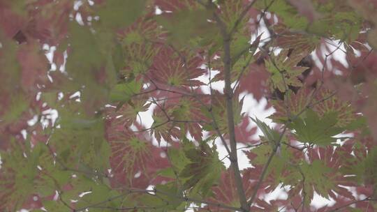 秋天枫叶红叶LOG视频素材