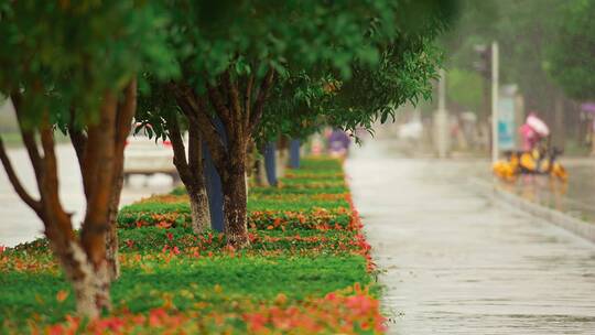 雨中的绿化带视频素材模板下载