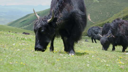 川西牦牛吃草实拍视频视频素材模板下载