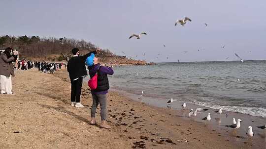 海边喂海鸥