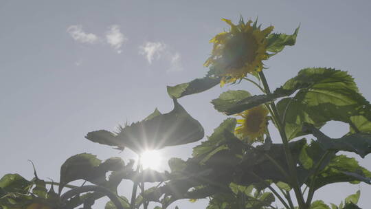 阳光下的向日葵