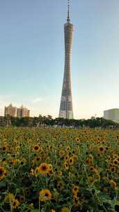 广州花城广场 广州花海 广州塔向日葵