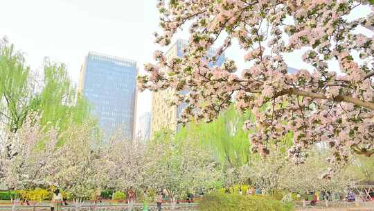 北京春天的海棠花开海棠花溪