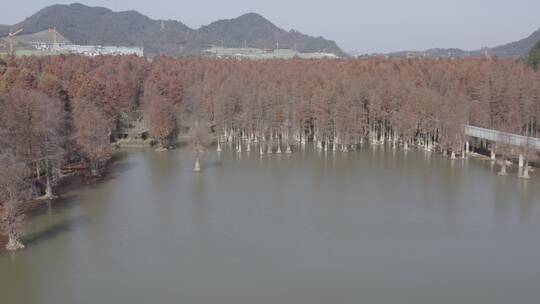 青山湖绿道