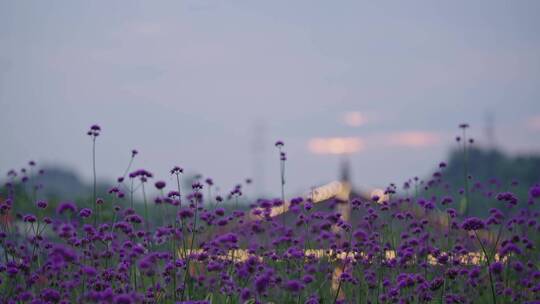 夕阳下紫色植物柳叶马鞭草