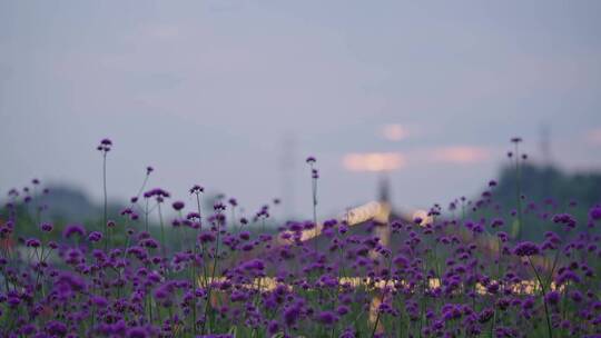 夕阳下紫色植物柳叶马鞭草视频素材模板下载