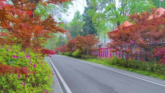 湖北武汉东湖磨山景区杜鹃花盛开