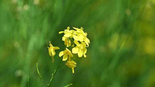 春天盛开的黄色油菜花与采蜜蜜蜂满画幅特写视频素材模板下载