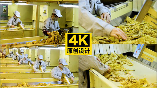 工厂工人烟草加工场景