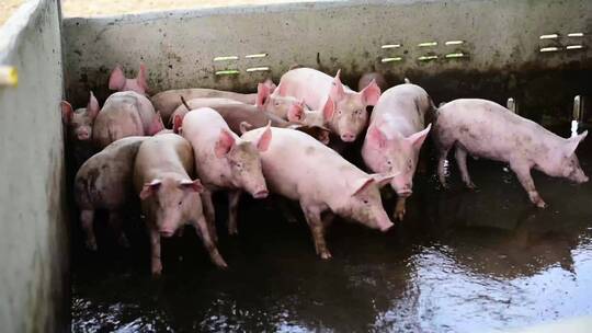 猪舍、农业、农牧业等多种多样的猪