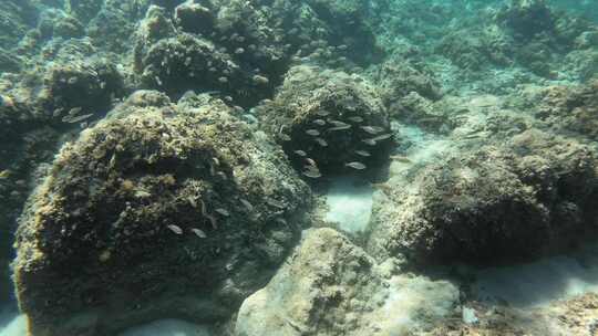 一群鱼在海里游泳的水下镜头