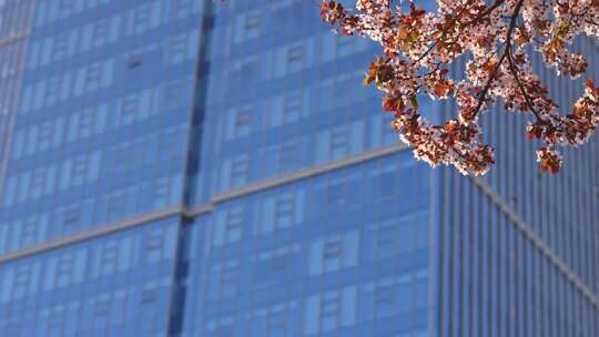 春天有樱花的商务写字楼玻璃幕墙