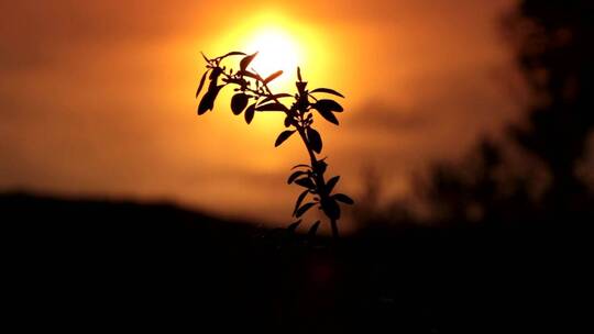 单枝遮挡夕阳视频素材模板下载