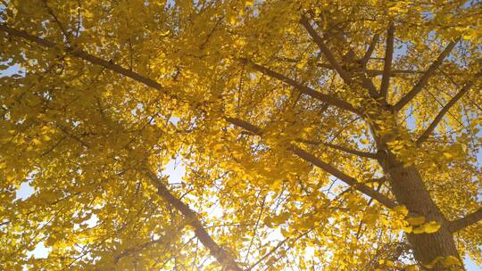 大自然秋天里的唯美黄色银杏