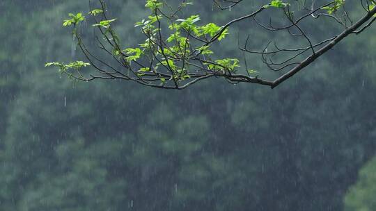 江南春天春雨雨滴绿色植物升格空镜