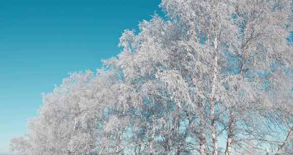 乌兰布统雾凇雪景雪林航拍