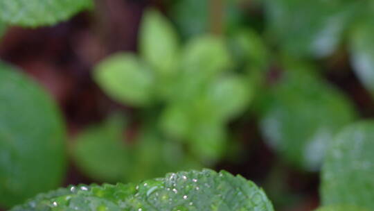 细雨拍打下的绿植